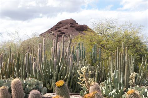 montagne cactus garden.